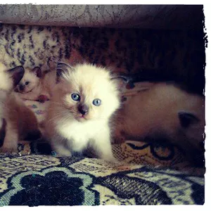 Тайские котята (сиамские)