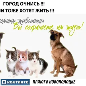 Новополоцкое благотворительное общество по защите бездомных животных н