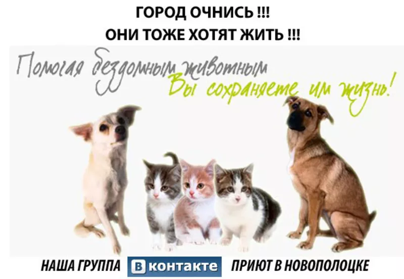 Новополоцкое благотворительное общество по защите бездомных животных н